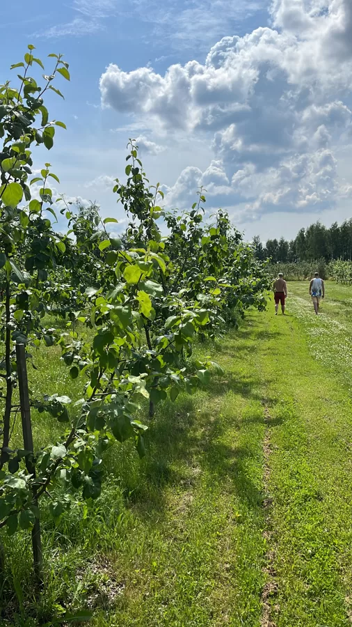 ECO lauks ābeļdārzs