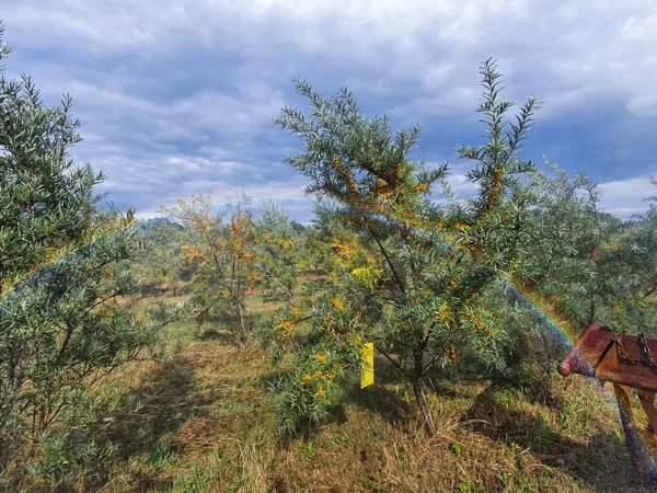 ECO lauks smiltsērkšķi